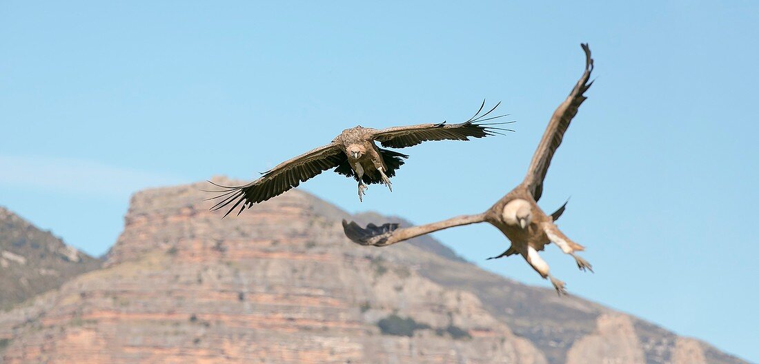 Griffon vultures flying,Spain