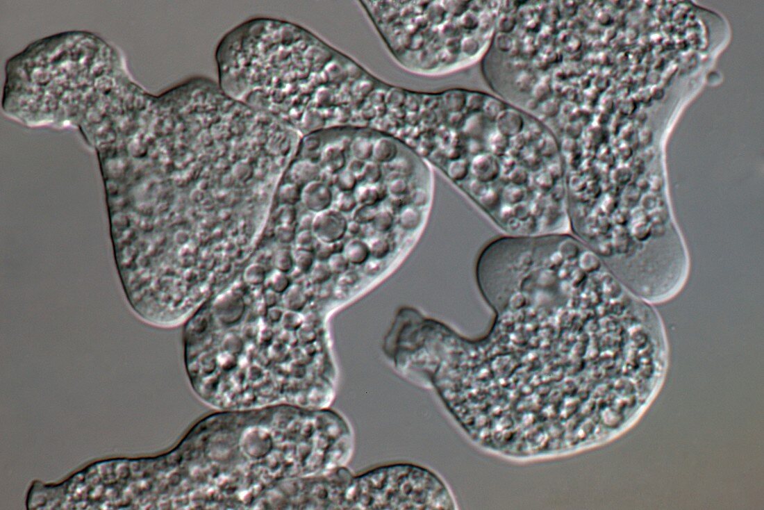 Entamoeba histolytica protozoa