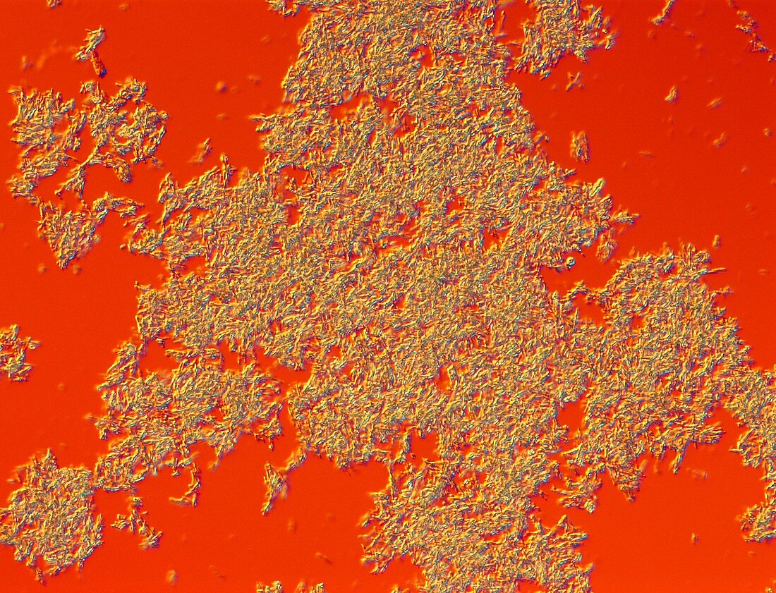 Insulin crystals,LM