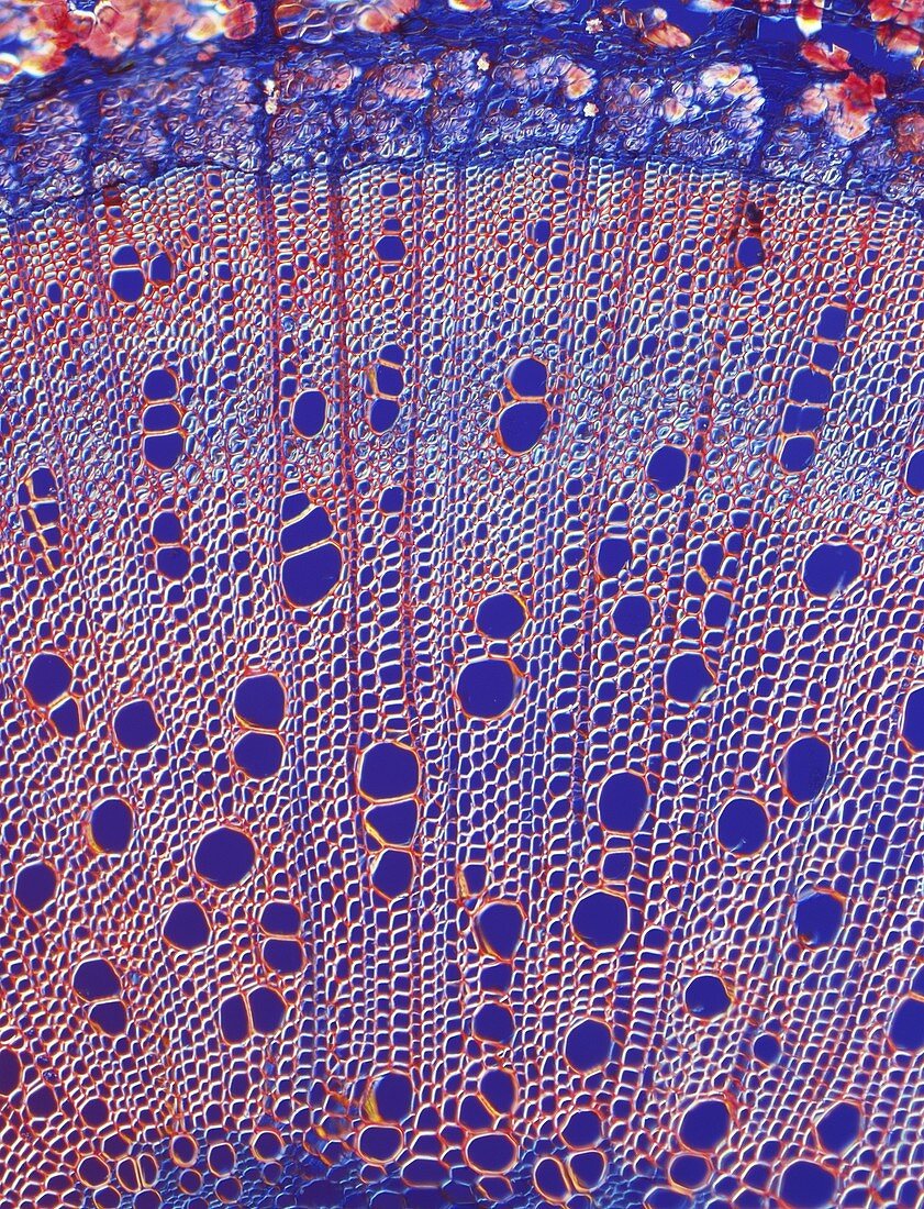 Cannabis plant stem,light micrograph