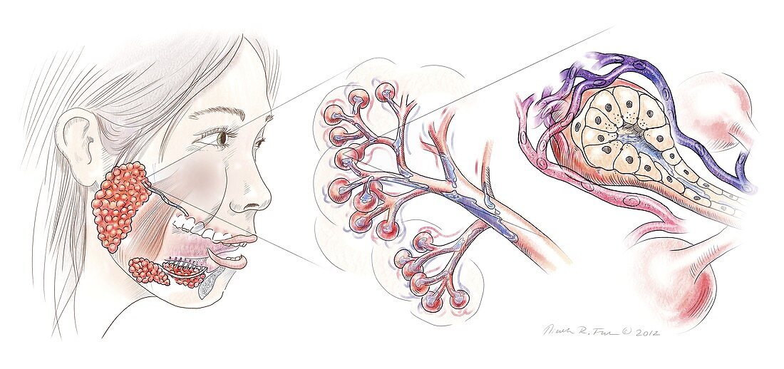 Salivary gland anatomy,artwork