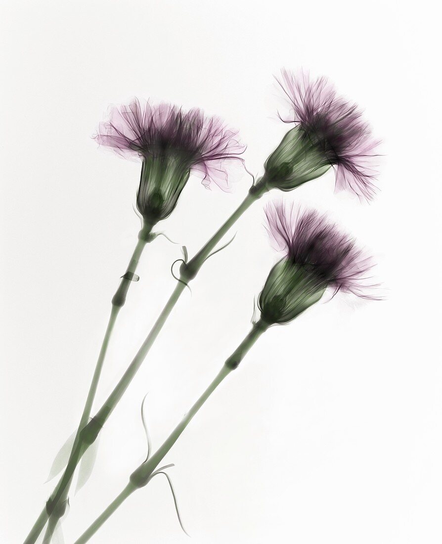 Carnations (Dianthus sp.),X-ray