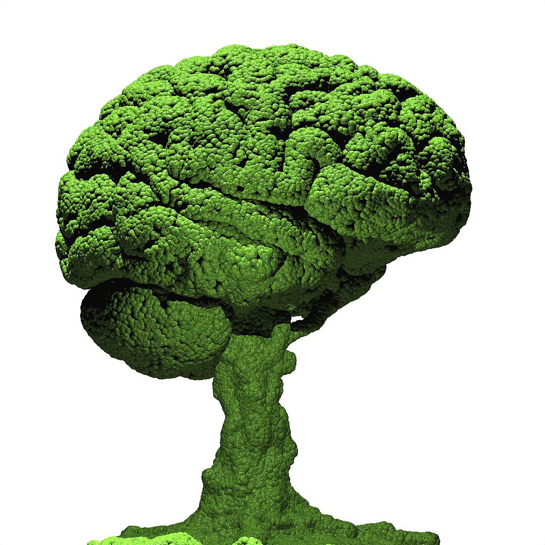 Brain as bonsai tree,conceptual image