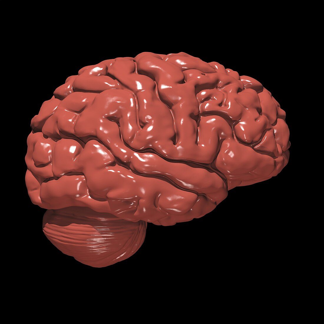 Brain made of chocolate,conceptual image