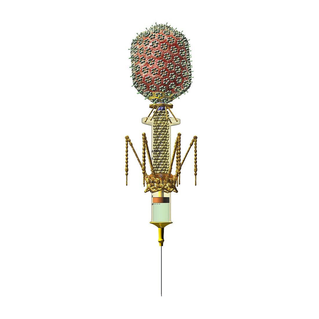 Phage therapy syringe,conceptual image