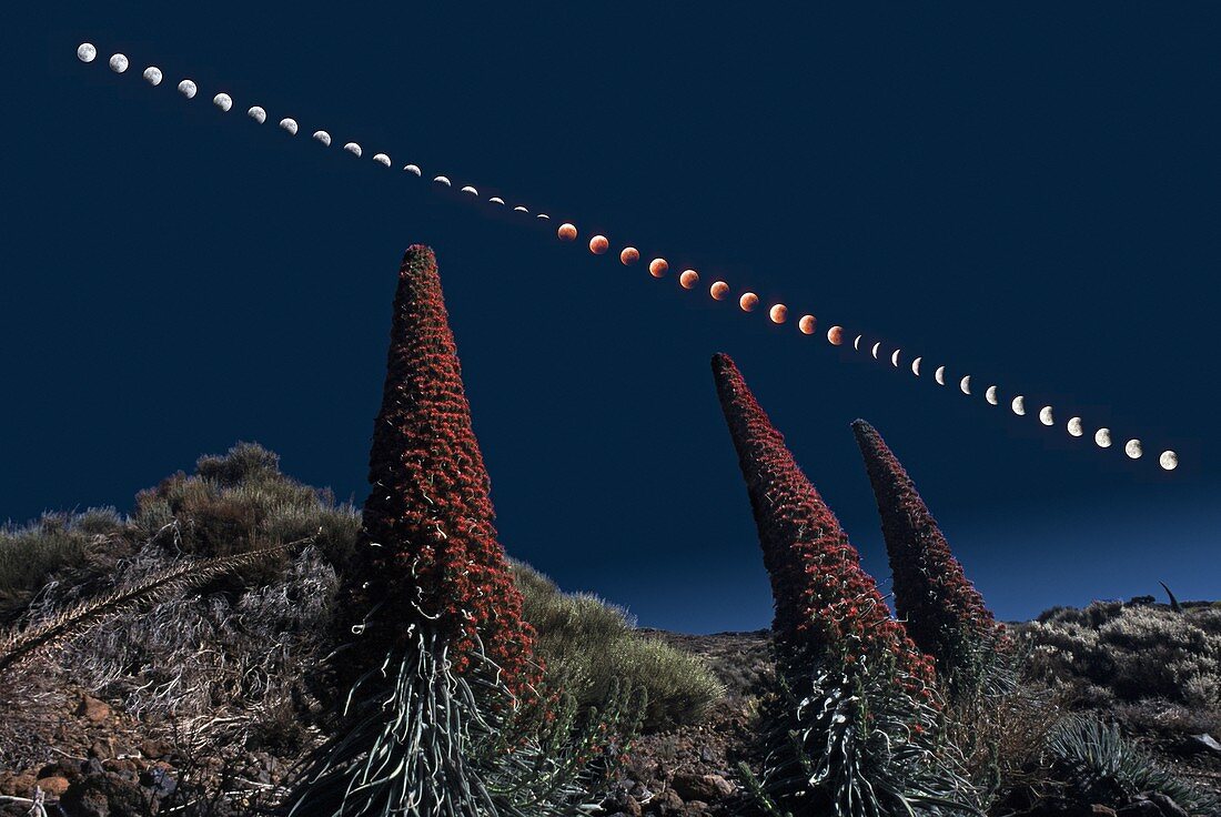 Lunar eclipse and Tenerife bugloss plants