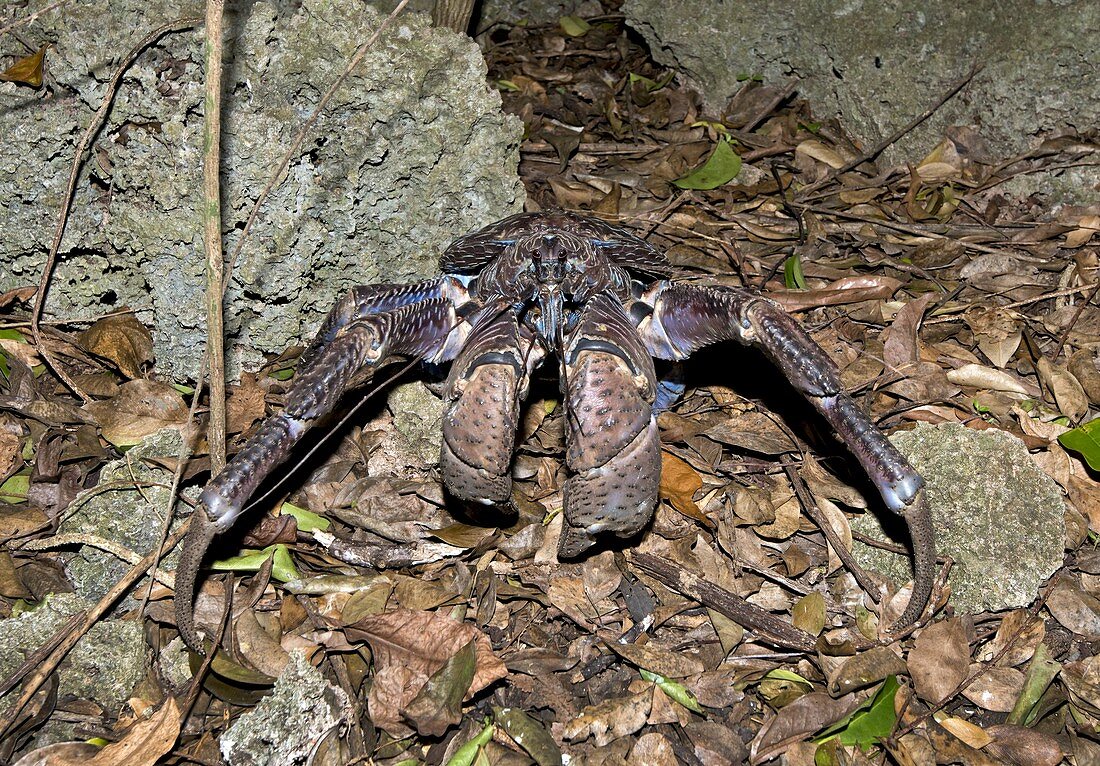 Coconut Crab with blue purple morphotype