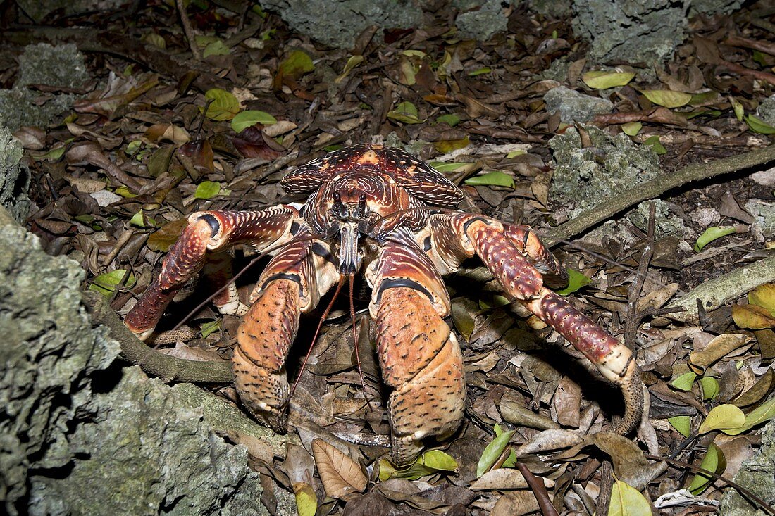 Coconut Crab with red brown morphotype