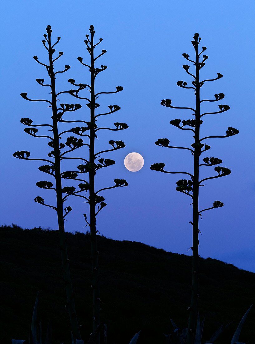 Full Moon and agave trees