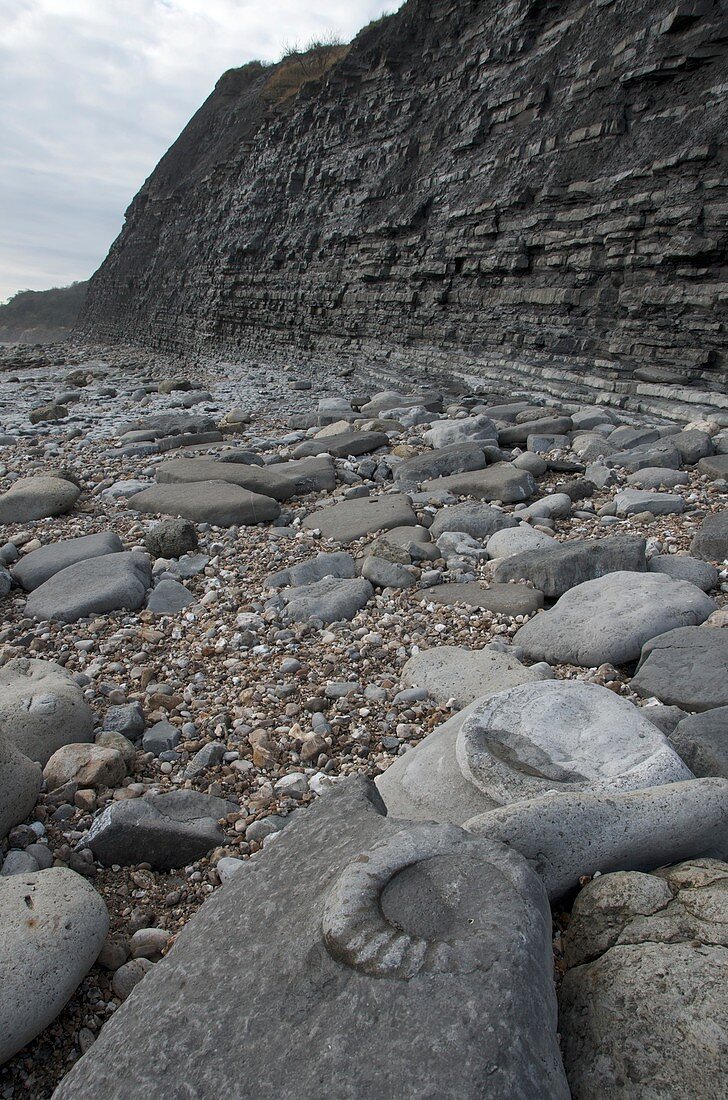 Ammonite in front of Lias cliffs