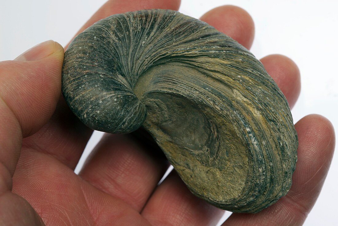 Fossilised extinct Jurassic oyster