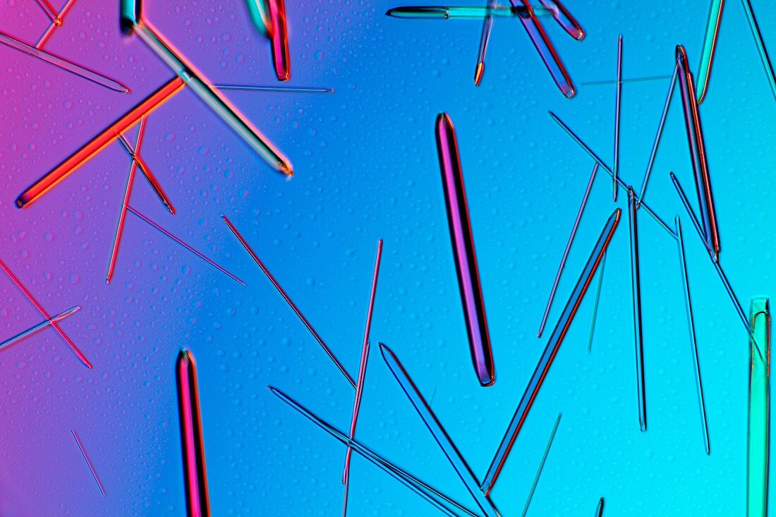 Amoxicillin crystals,light micrograph