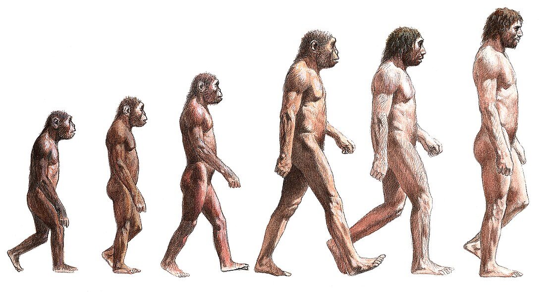 Timeline of human evolution,artwork