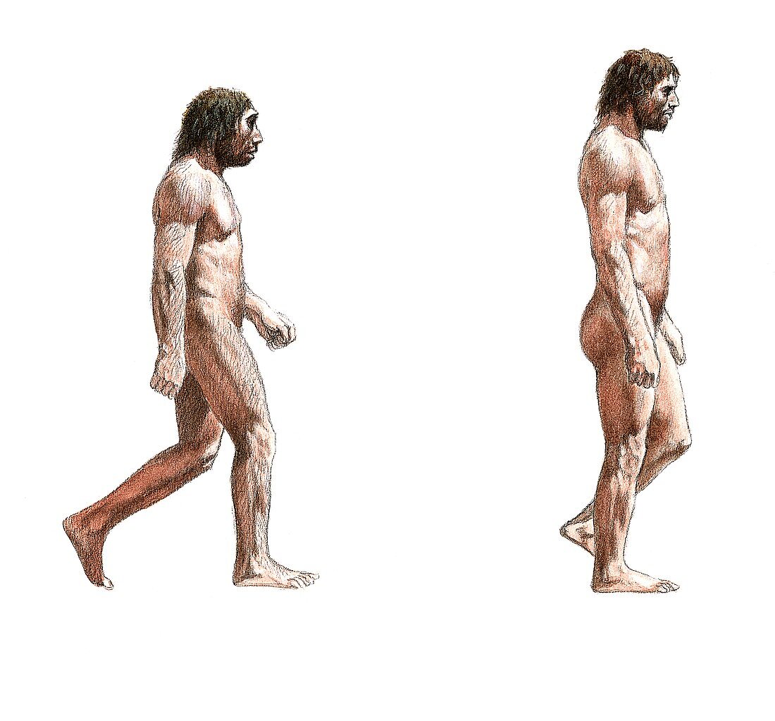 Neanderthal and modern human,artwork