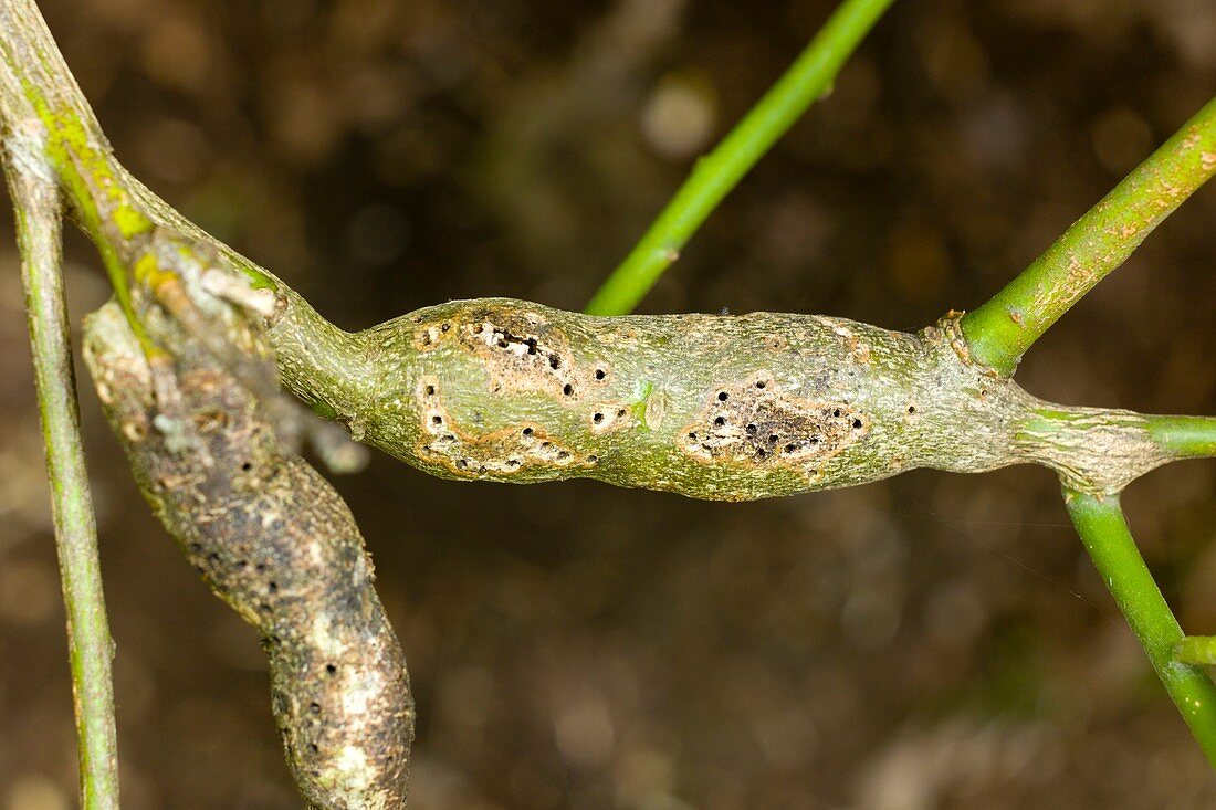 Symptoms of lemon tree borer larvae