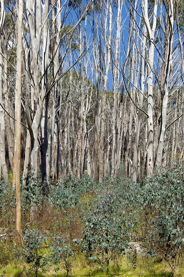 Forest regeneration after bushfire