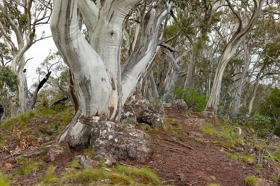 Eucalyptus pauciflora on Mt Timbertop