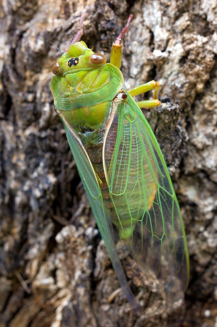 Green grocer cicada