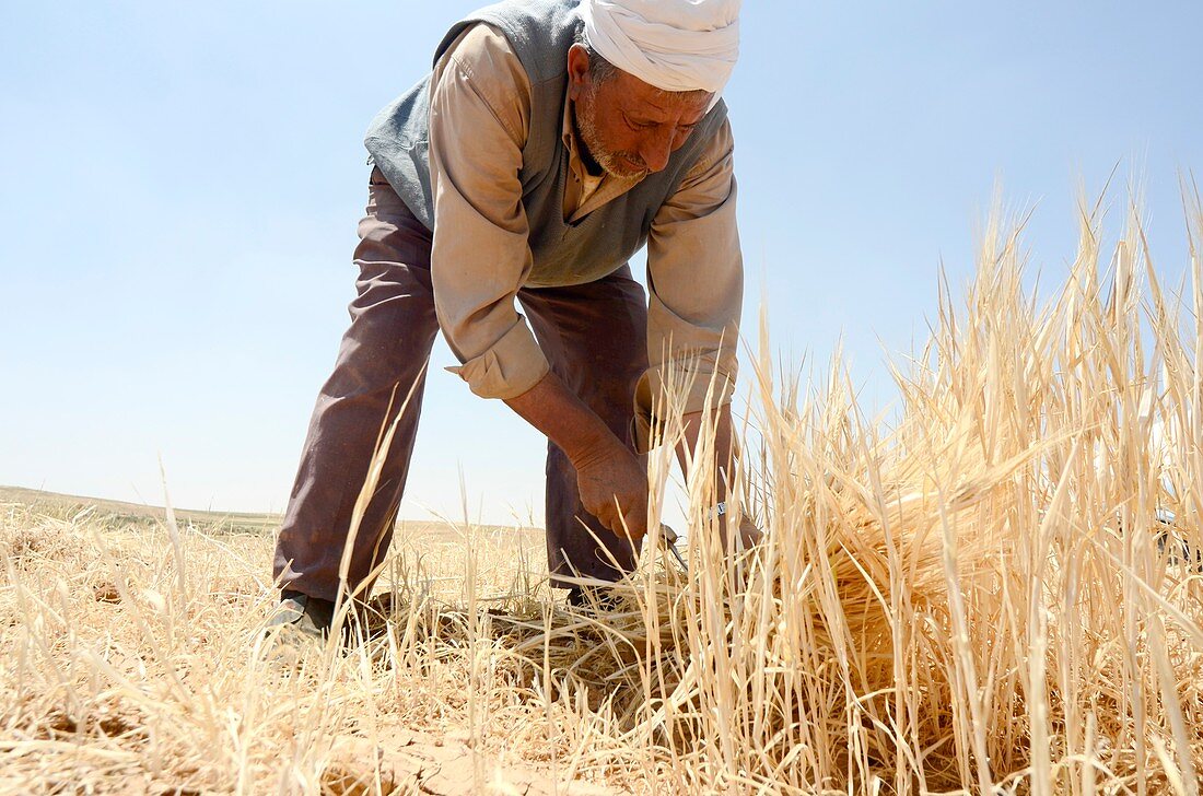 Manual wheat harvesting
