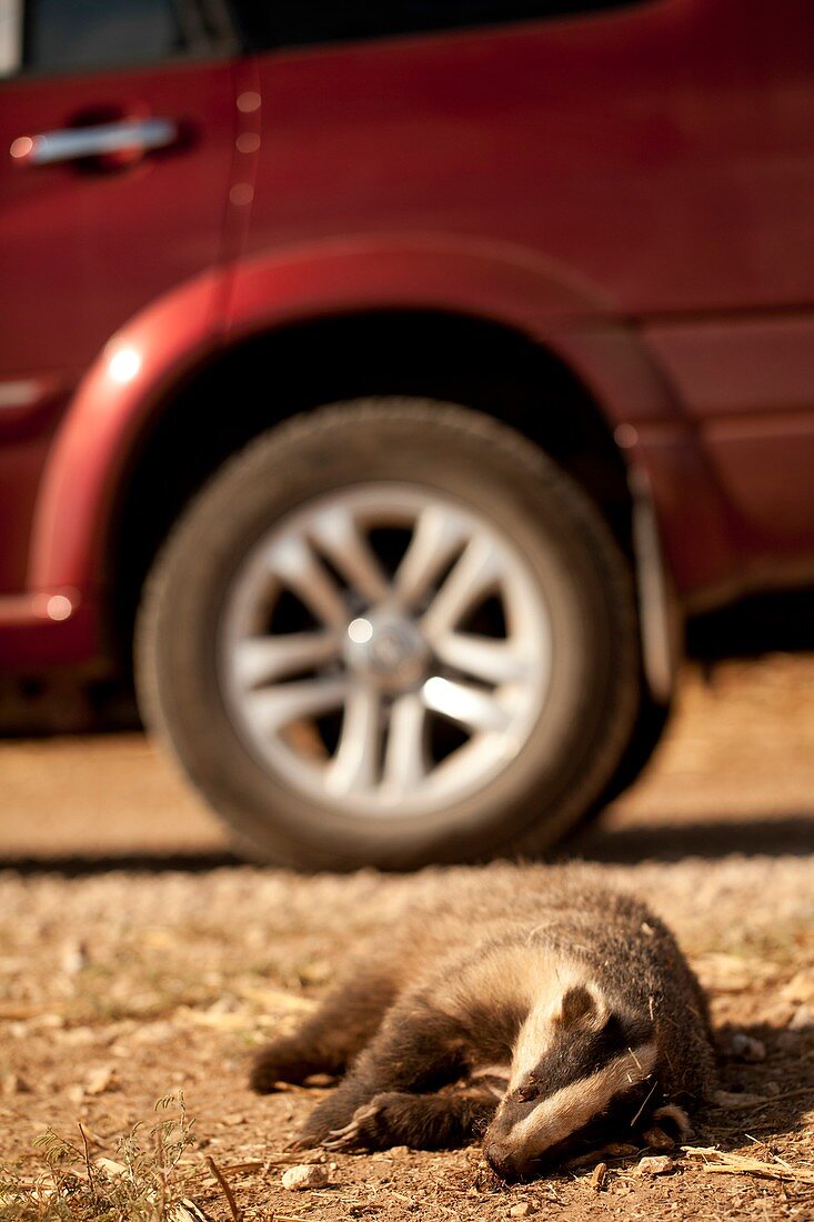 Road Kill - Badger