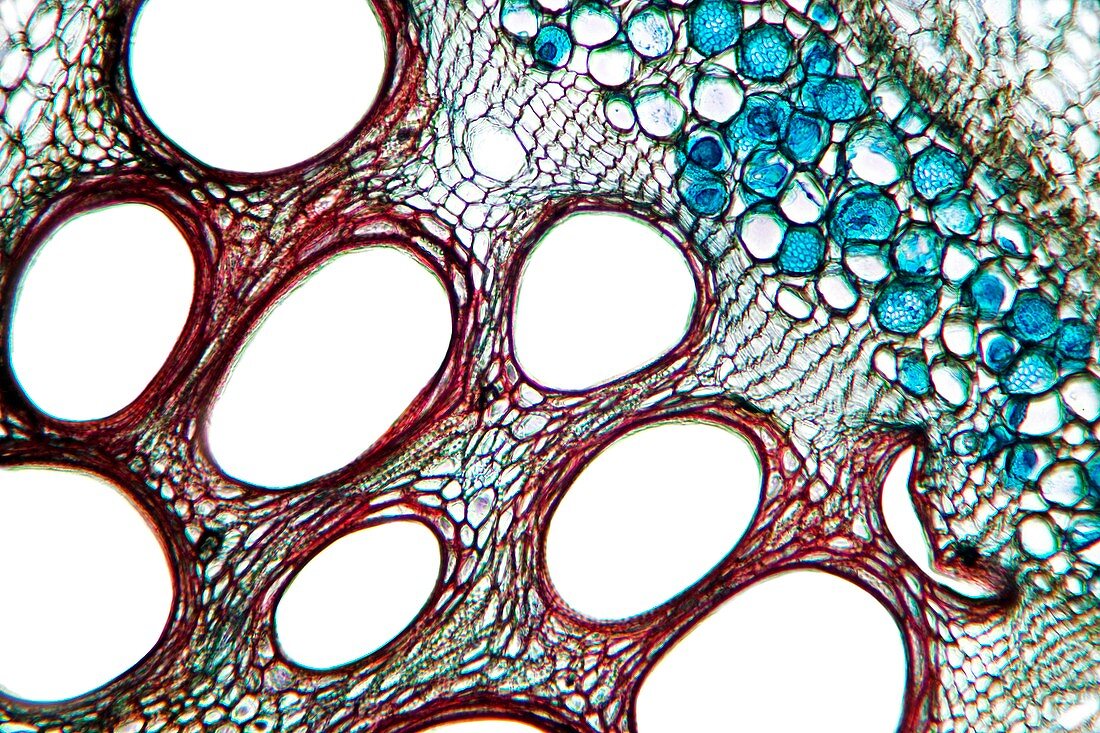 Squash stem,light micrograph
