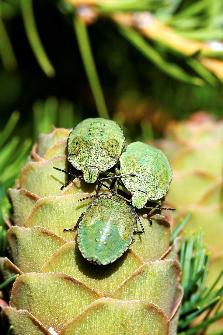 Common green shield bugs