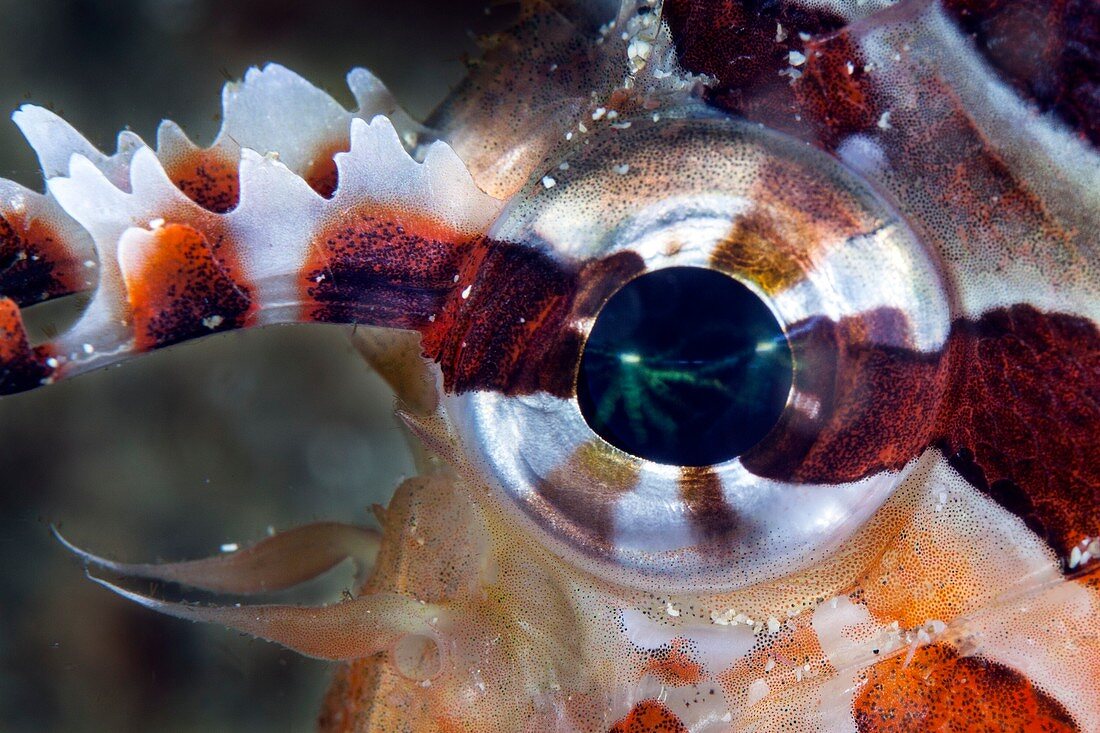 Lionfish eye