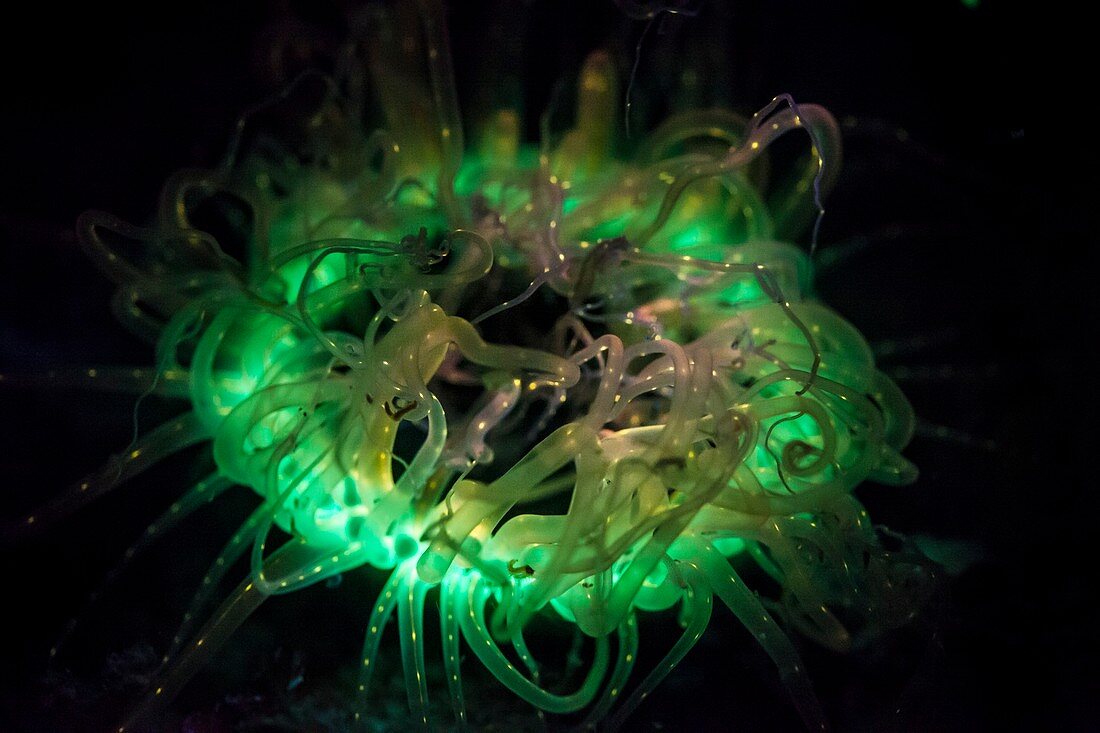 Fluorescing tube anemone