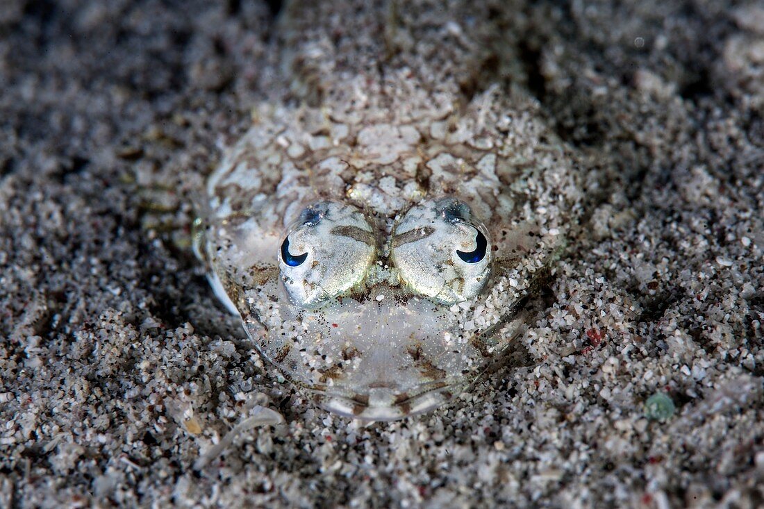 Camouflaged flathead fish