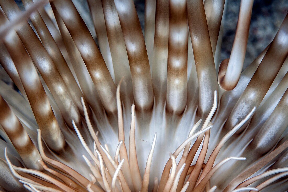 Tube anemone tentacles