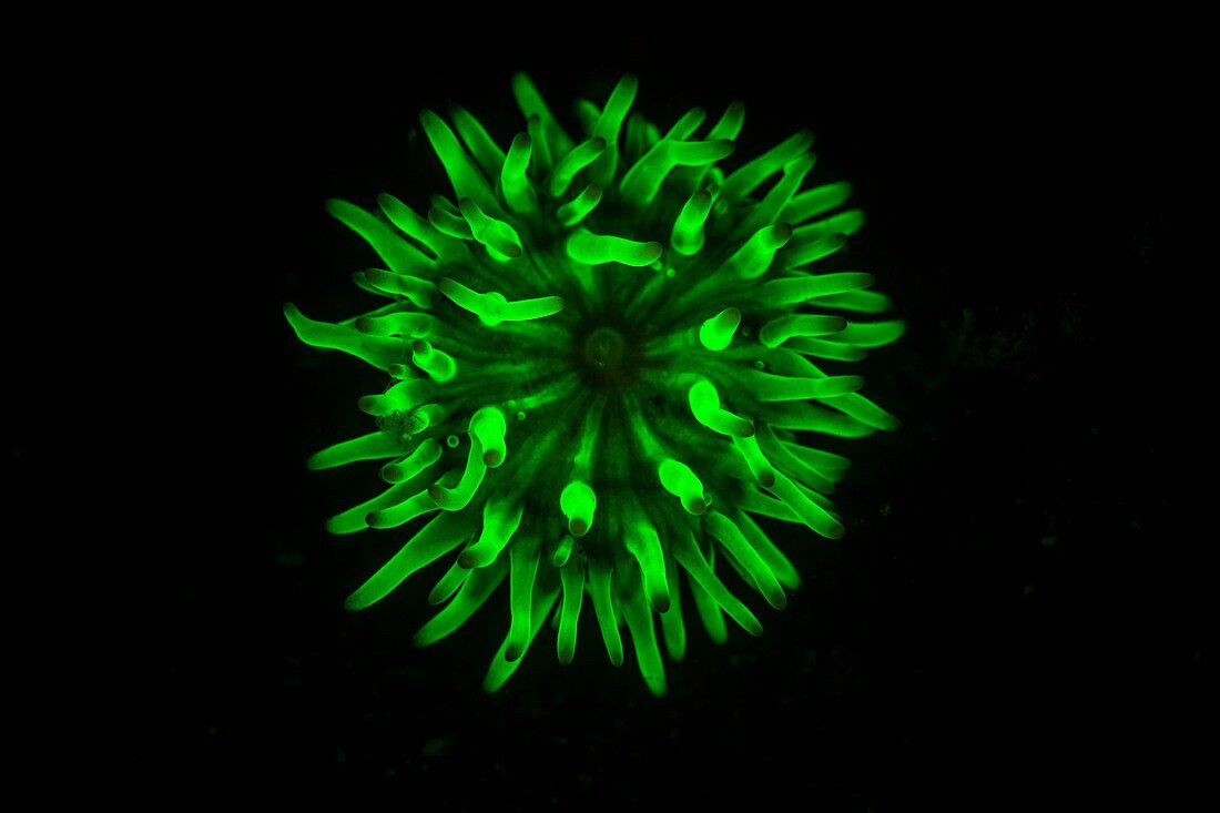 Fluorescent coral