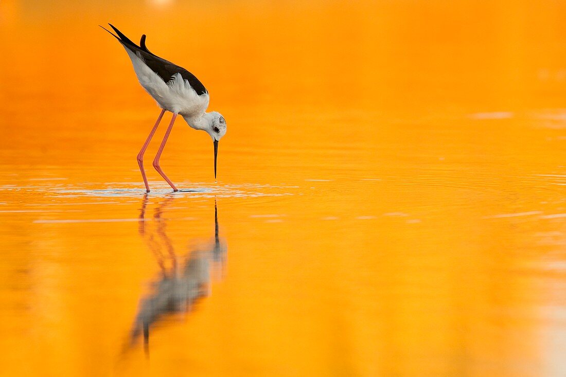 Black-winged Stilt Himantopus himantopus