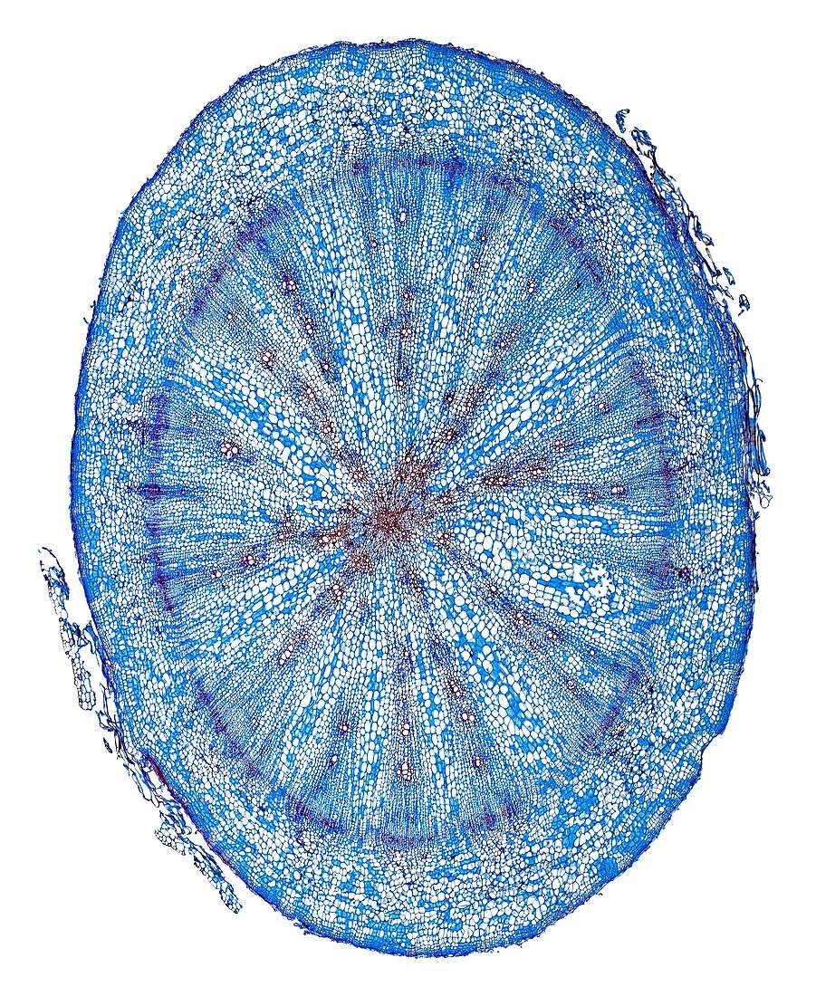 Radish hypocotyl,light micrograph