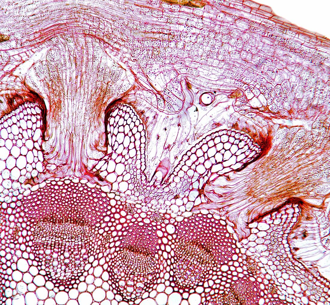 Parasitic plant stem,light micrograph