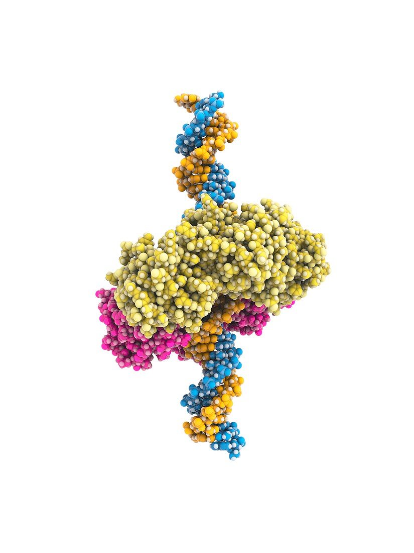 DNA clamp,molecular model