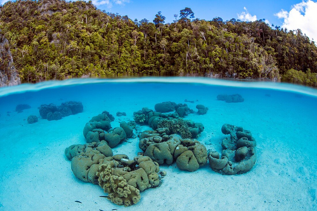 Boulder corals
