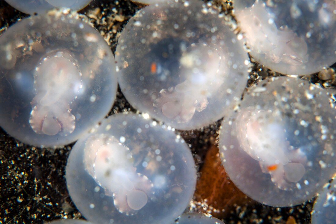 Flamboyant cuttlefish embryos