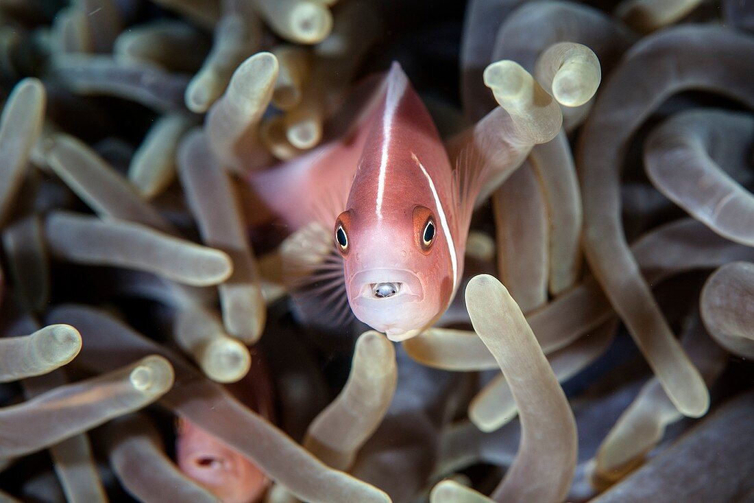 Pink anemonefish and tongue parasite