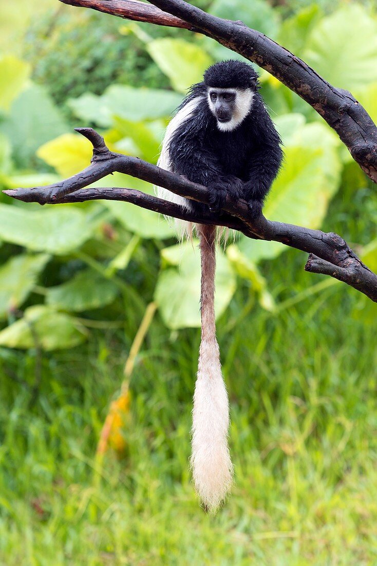 Mantled guereza monkey