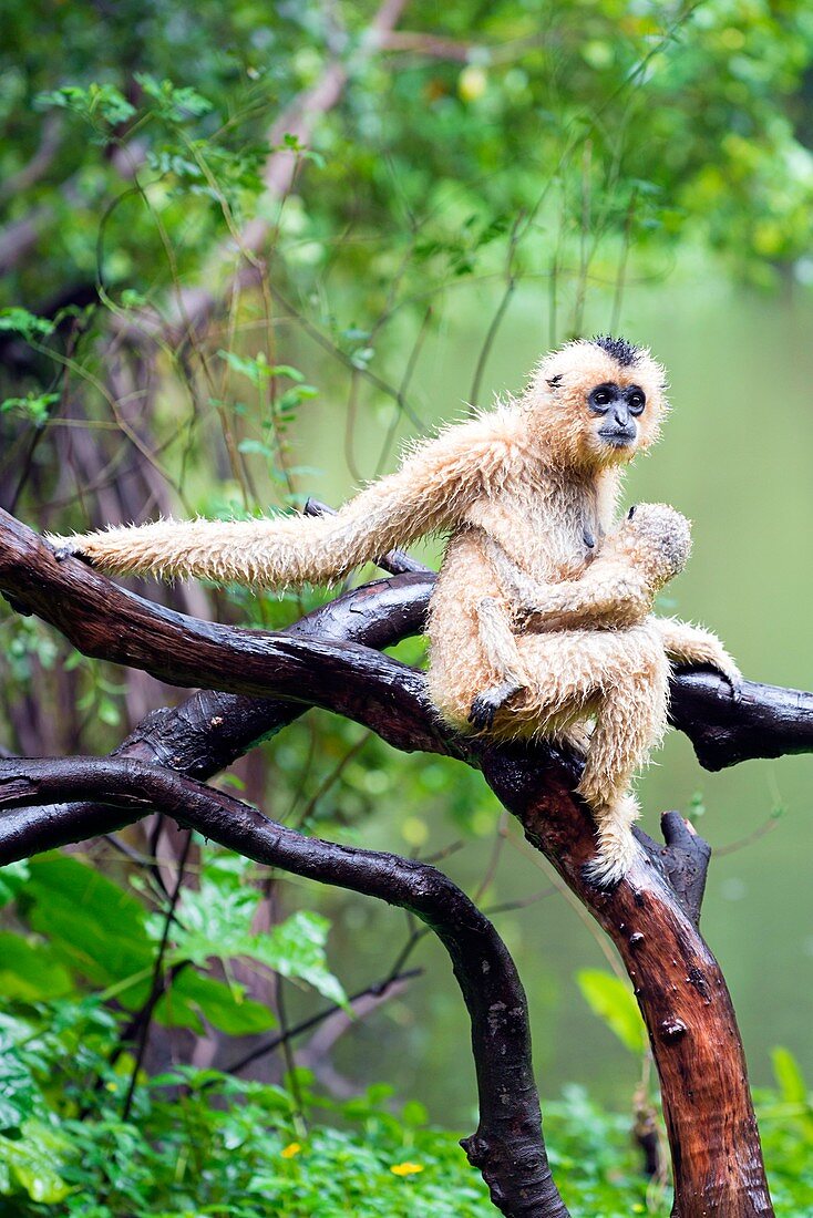 Northern white-cheeked gibbons