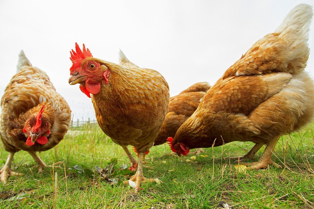 Domestic chickens foraging