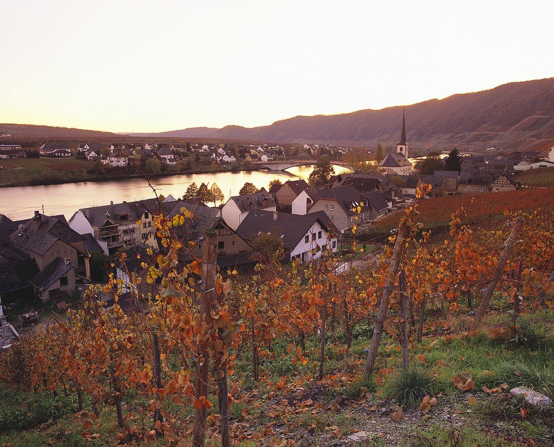 Abendlicht über Piesport, dem weltberühmten Weinort der Mosel