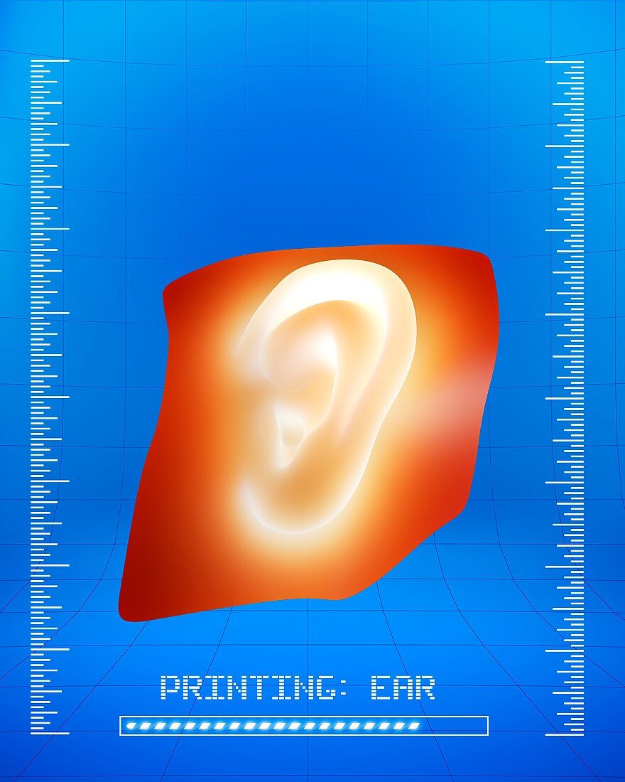 3D printing of a human ear,artwork