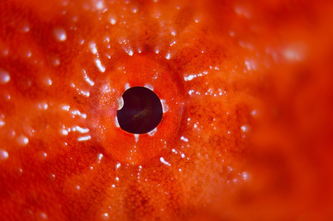 Eye of a giant frogfish