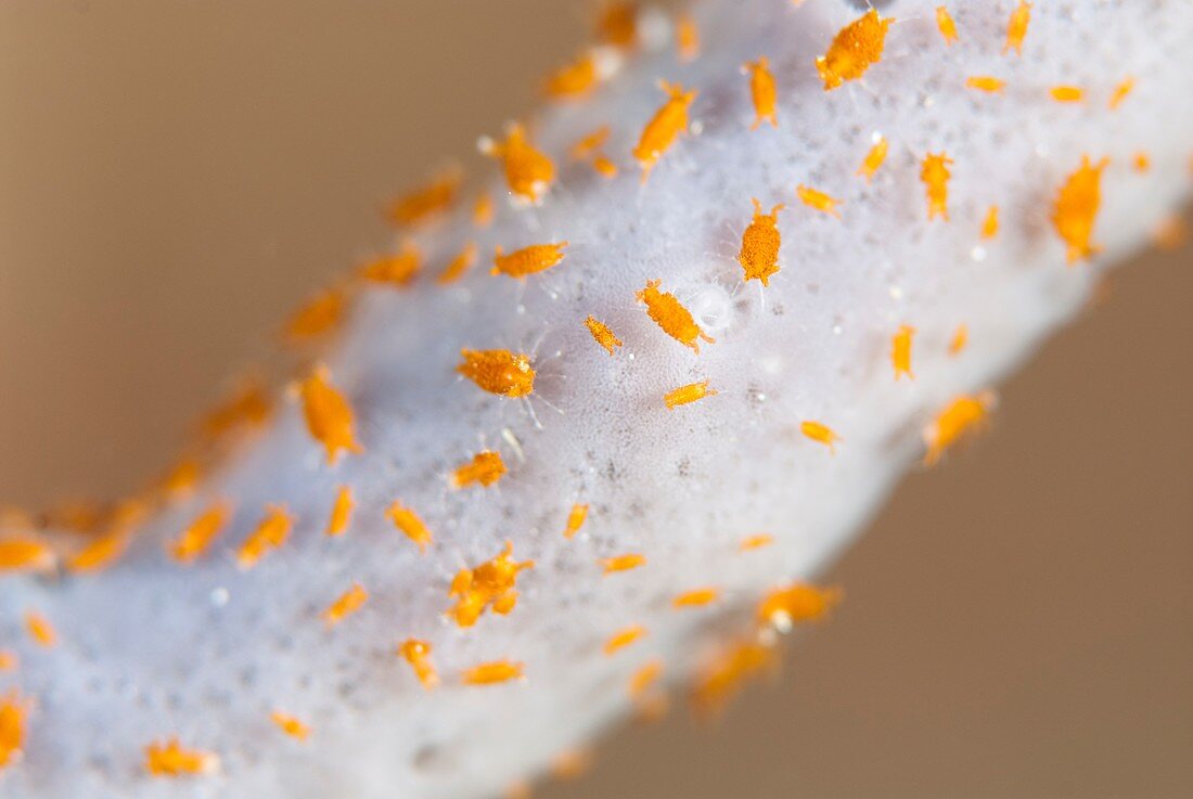 Tiny marine isopods on a sponge