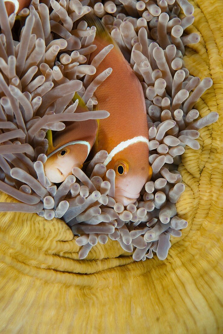 Blackfooted anemonefish in the Maldives