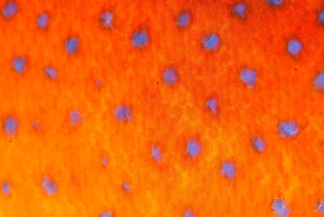 Detail of spots on Coral Grouper