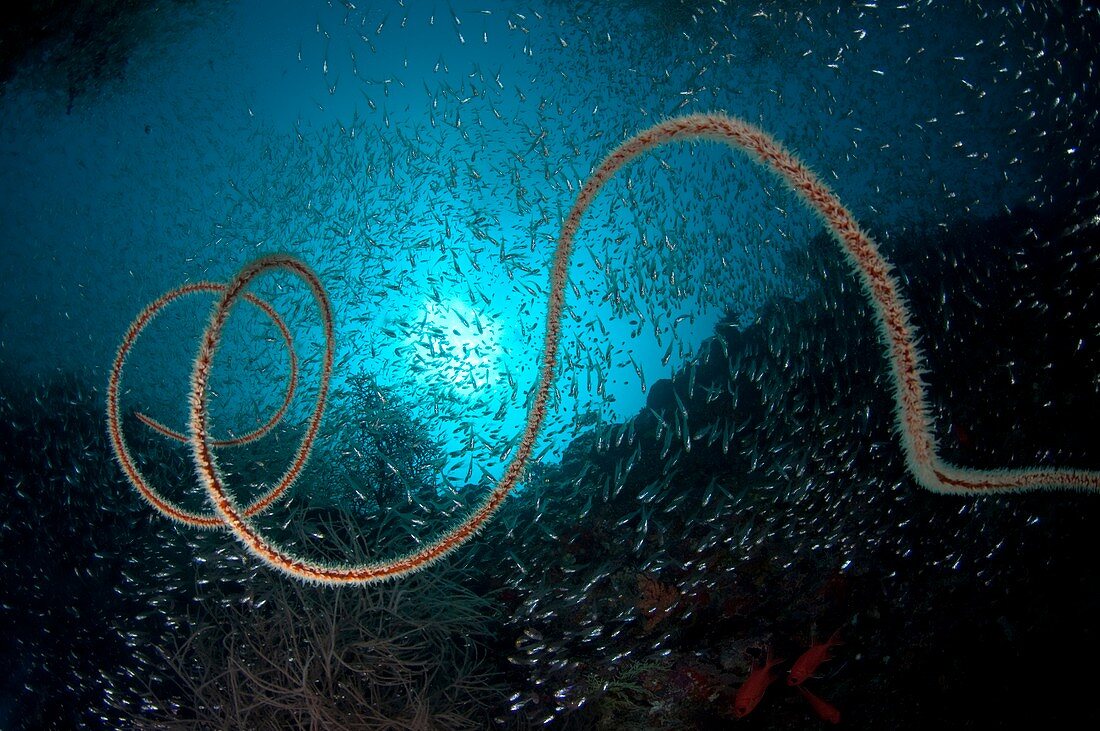 School of fish around a whip coral