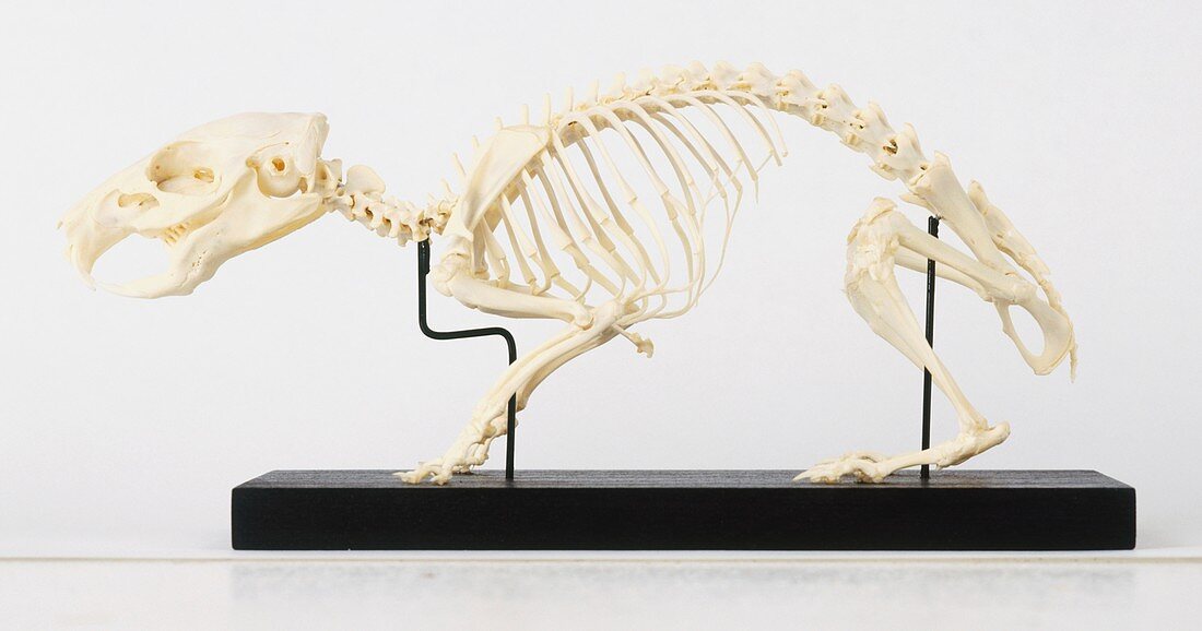 Skeleton of Guinea Pig