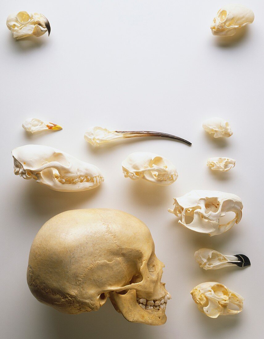 Human skull and animal skulls